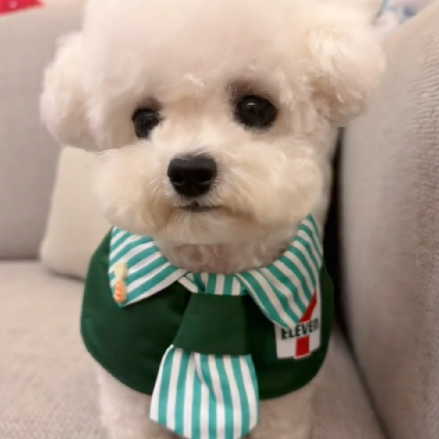 宠物口水巾围巾猫咪围脖狗狗三角巾小型犬拍照饰品可爱透气围兜