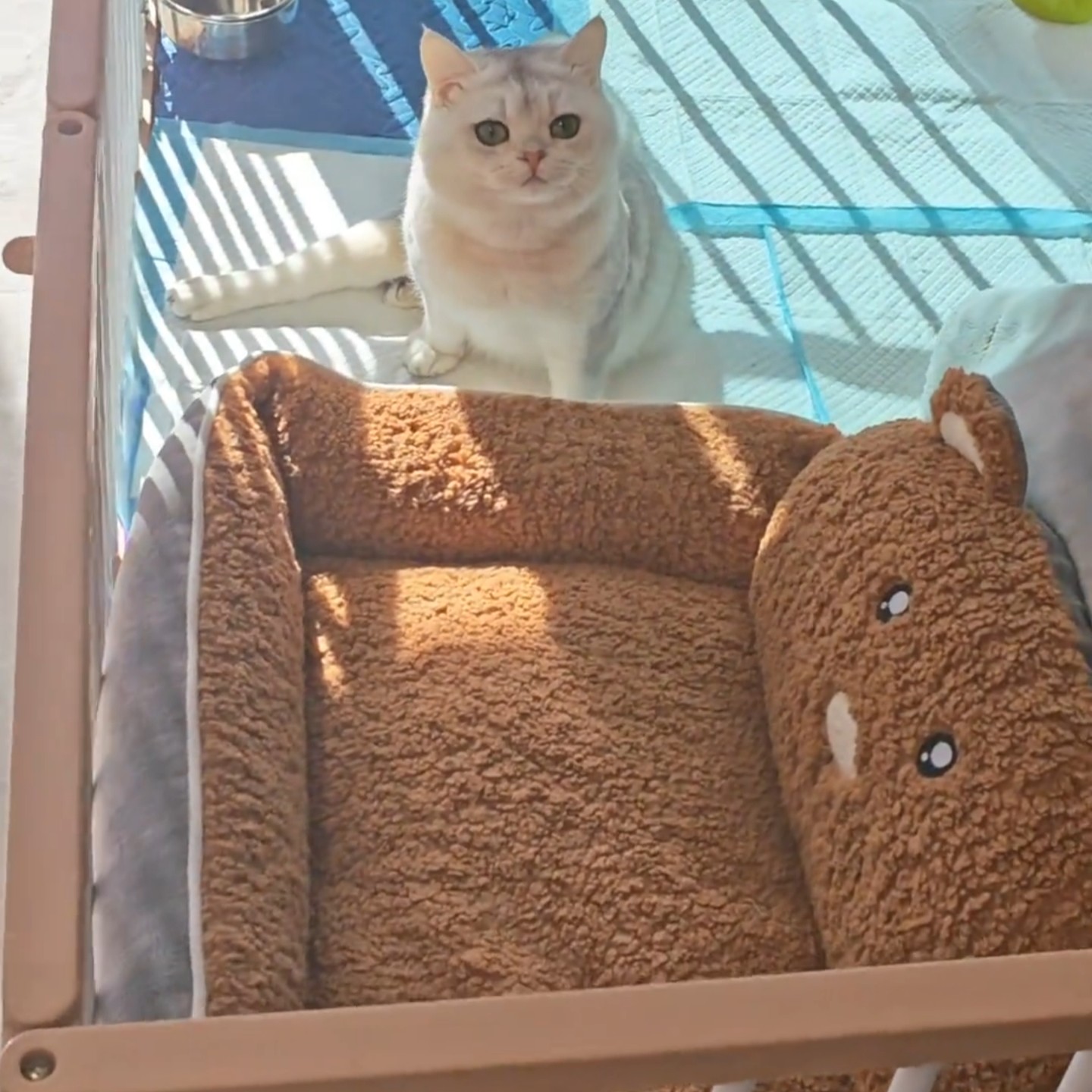 猫咪秋冬保暖方形垫子狗狗保暖通用宠物窝舒适小熊毛绒睡床简约款,宠物/宠物食品及用品,狗窝/屋/帐篷/沙发,淘宝优惠券,粉丝福利购,淘宝优惠卷