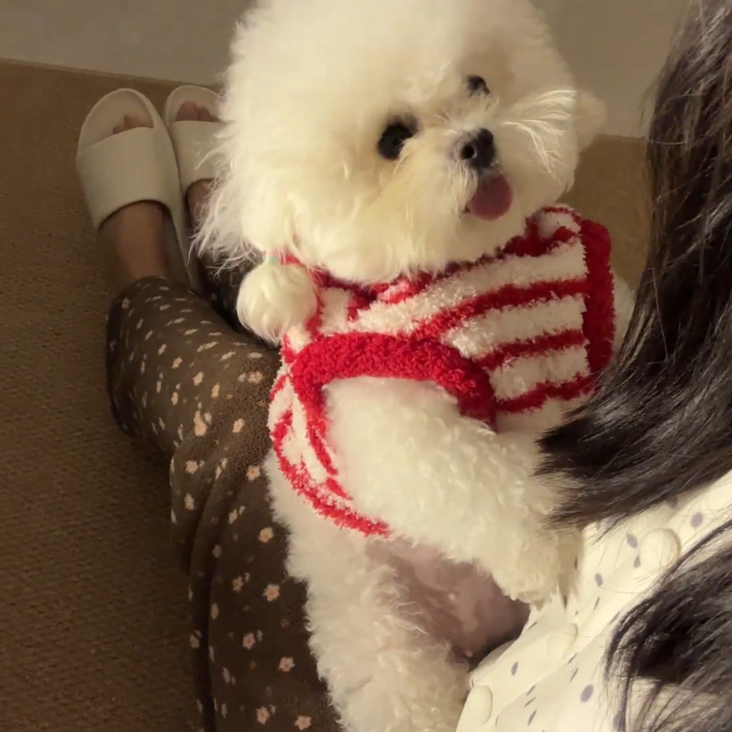 约克夏比熊小型犬可爱小红帽红色条纹撞色毛绒保暖猫狗衣服新年服,宠物/宠物食品及用品,狗宠物服装/雨衣,淘宝优惠券,粉丝福利购,淘宝优惠卷