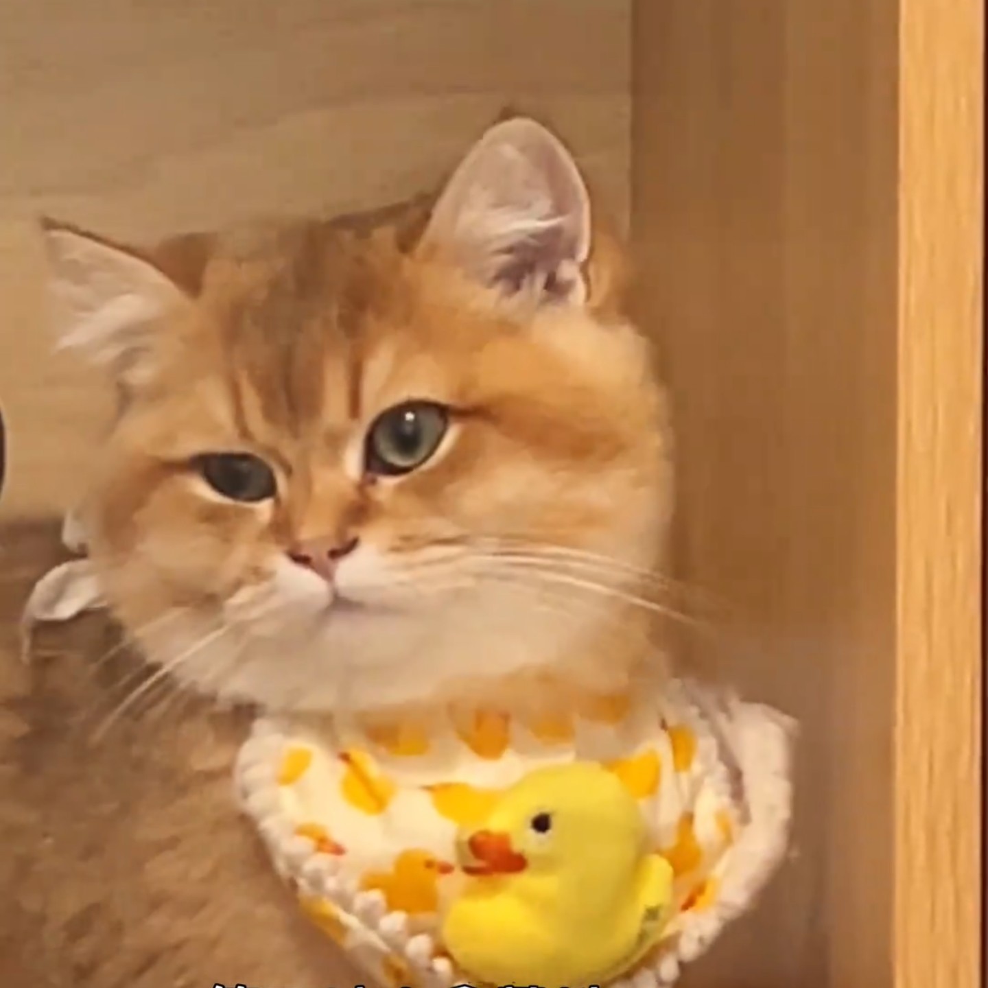 宠物口水巾猫咪围兜狗狗蕾丝围脖手工装饰品布艺项圈可爱拍照布偶,宠物/宠物食品及用品,围巾/口水巾,淘宝优惠券,粉丝福利购,淘宝优惠卷