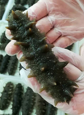 即食野生海参烟台海参即食烟台