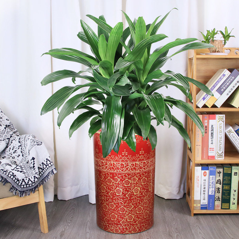 大三株青叶也门铁中型金心也门铁盆栽绿植吸甲醛观叶长青公司植物