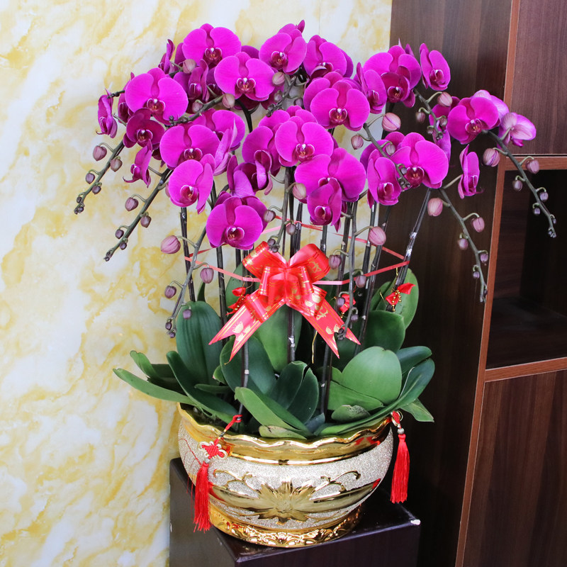 蝴蝶兰盆栽公司年宵花礼品真鲜花盆景室内客厅前台花卉送广州佛山