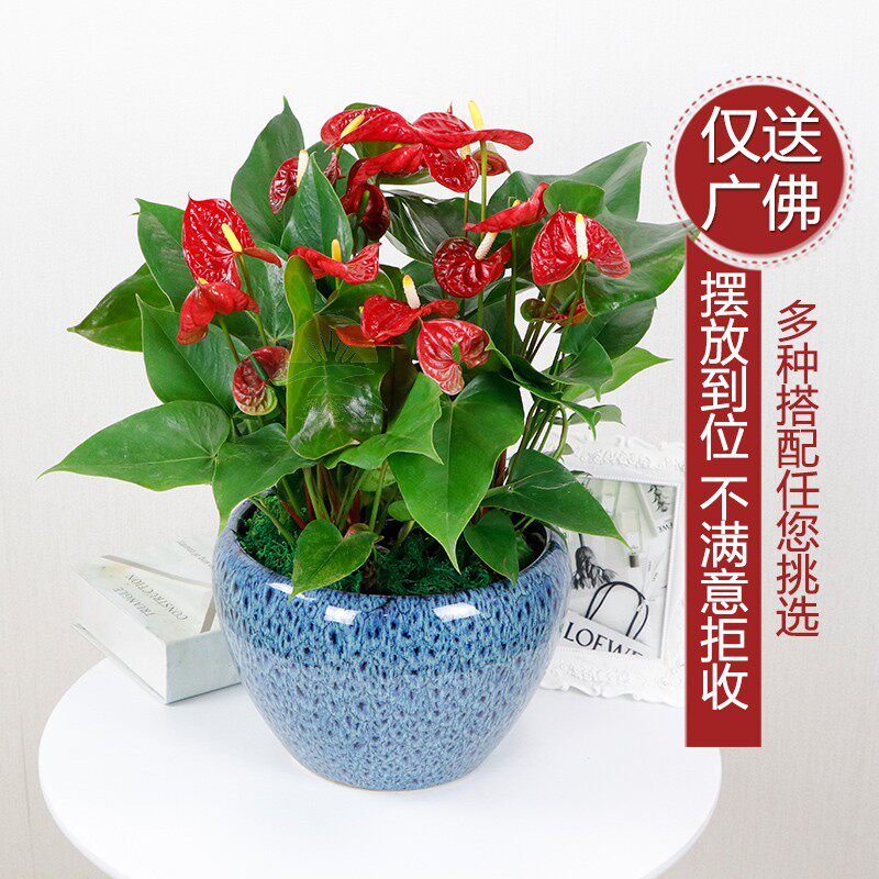 雅绿园红掌盆栽办公室花卉室内植物精美桌面盆景小盆栽送广州佛山