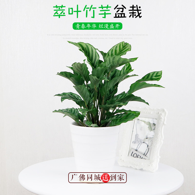 雅绿园卡位艺术风观叶翠叶竹芋