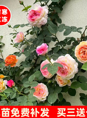 藤本月季花苗蔷薇爬藤植物四季开花大花浓香型庭院耐寒盆栽花卉