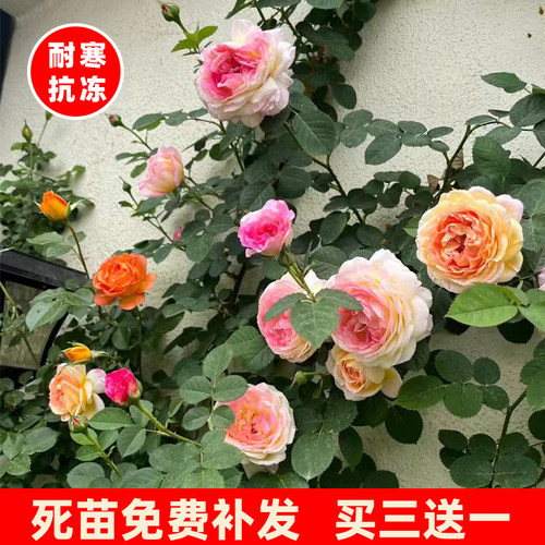 藤本月季花苗蔷薇爬藤植物四季开花大花浓香型庭院耐寒盆栽花卉