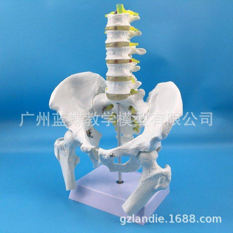 自然大骨盆带五节腰椎 股骨 男性骨附五节腰椎及椎间盘模型 医学,文具电教/文化用品/商务用品,教学标本/模型,淘宝优惠券,粉丝福利购,淘宝优惠卷