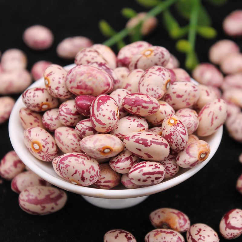 新货云南雀蛋豆子奶花芸豆圆粒农家红花孔雀豆芙蓉豆五谷杂粮