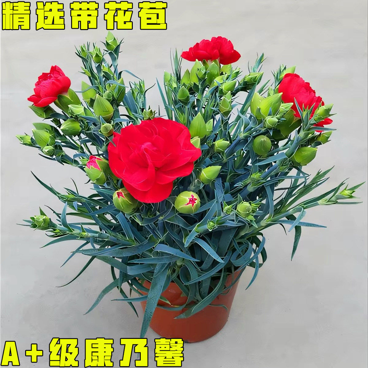 康乃馨盆栽四季开办公室内客厅阳台花卉绿植带花苞教师节礼品植物