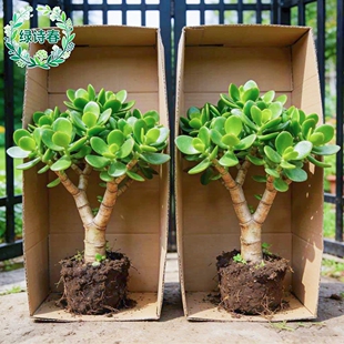 玉树盆栽老桩四季好养大叶红边玉树树苗多肉植物大颗室内花卉绿植