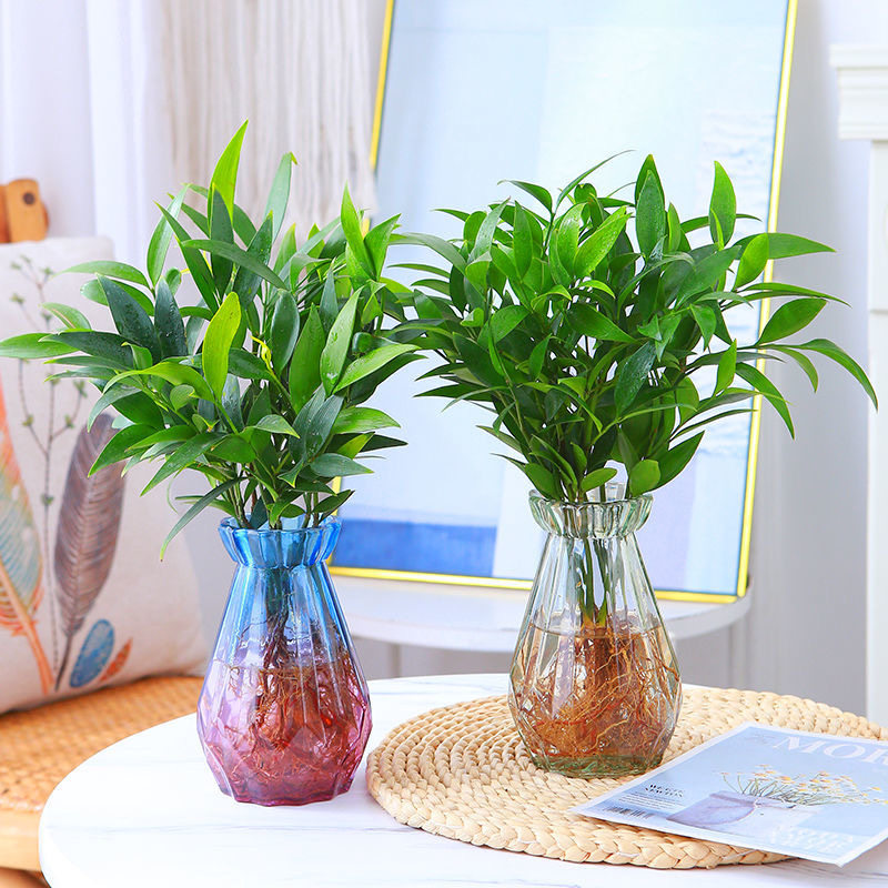 水培植物竹柏盆栽富贵竹驱蚊竹绿植新好养办公桌净化空气小盆栽