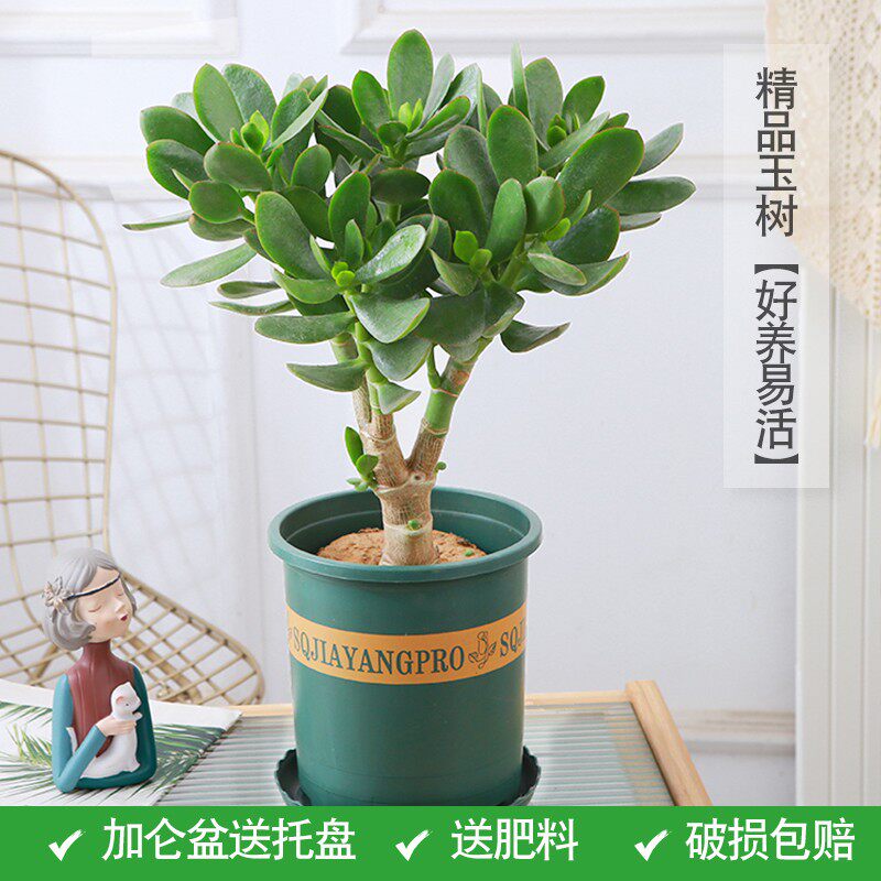 玉树盆栽老桩大叶新手懒人多肉植物多年生阳台客厅绿植花卉燕子掌