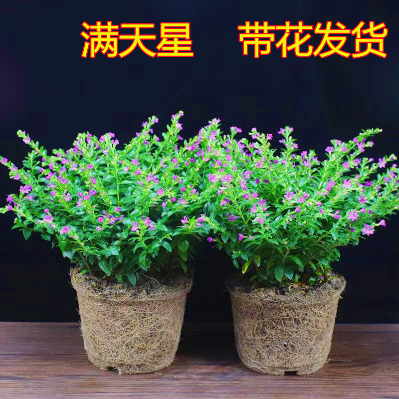 阳台花苞绿植四季开花满天星