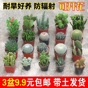 多肉仙人掌盆栽组合绿植开花仙人球组合办公室桌面喜阳室内植物