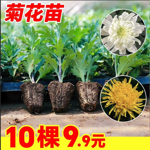 菊花苗盆栽四季好养阳台绿植