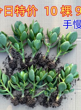 玉树苗盆栽好养四季常青多头群生