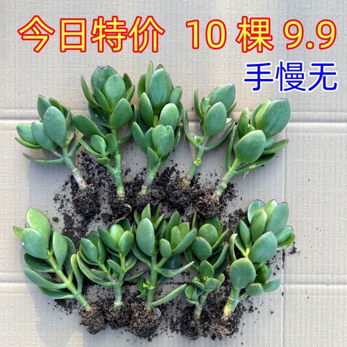 玉树苗盆栽好养四季常青多头群生