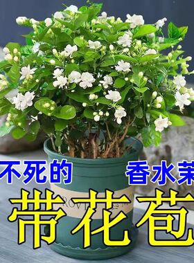 茉莉花盆栽带花苞重瓣白色浓香型室外庭院绿植老桩花卉四季常青