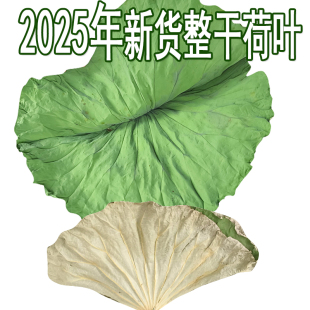 新鲜干荷叶茶叫花鸡荷叶鸡专用荷叶2024整张大号荷叶藕叶整包50斤