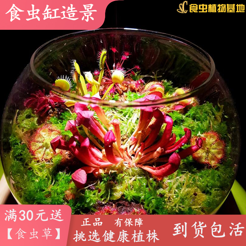 食虫草缸造景茅膏菜捕蝇仿生鱼缸