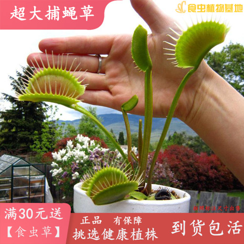 买多送超大捕蝇草办公室消蚊灭虫