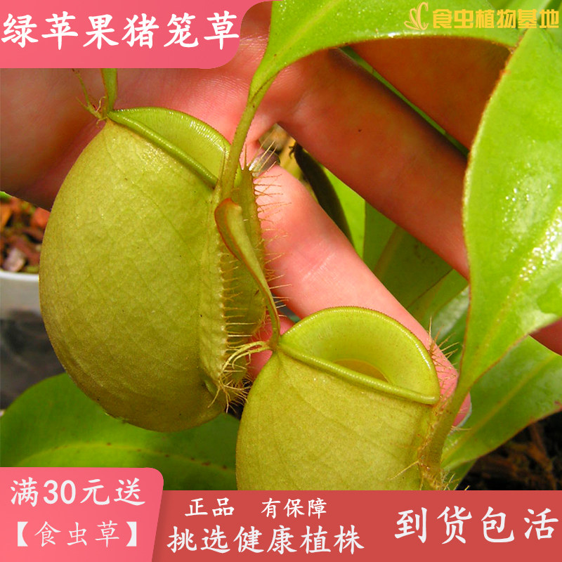 绿苹果猪笼草【食虫植物食虫草 高端圆笼稀有品种 长地笼猪笼草】