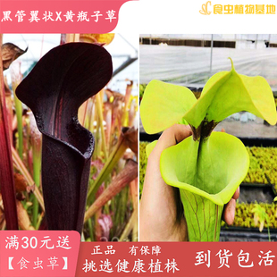 黑管翼状X黄瓶子草CT2【进口食虫草食虫植物驱蚊草绿植花卉盆栽】