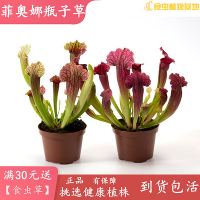 菲奥娜瓶子草【好看可爱花束插花造景观美观庭院多年生食虫植物】