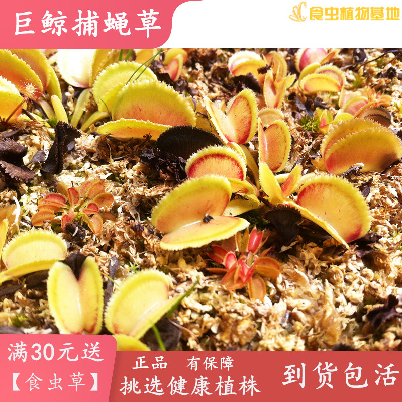 巨鲸捕蝇草【食虫植物高端黄品种个体特殊奇葩好看捕虫草驱蚊草】