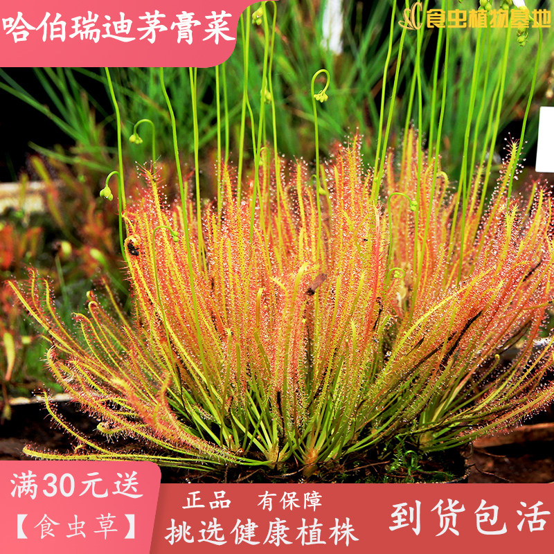 哈伯瑞迪茅膏菜【食虫植物室内阳台驱蚊 植物粘虫纸盆栽捕虫草】