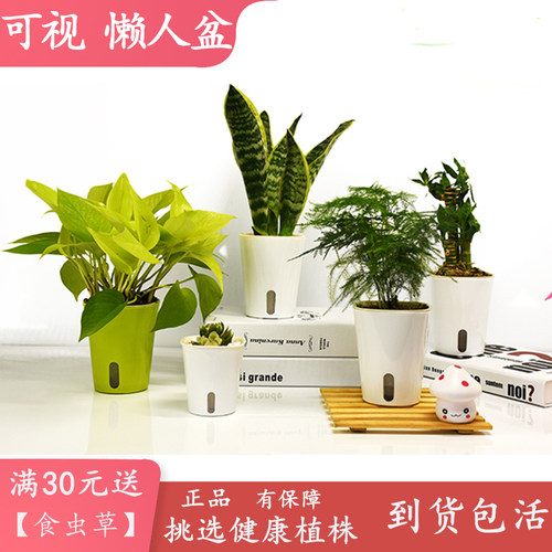 方形懒人自动吸水花盆神器盆栽