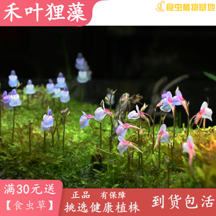 禾叶狸藻【食虫植物食虫草捕虫草捕食微生物鱼缸造景积水喜水养】