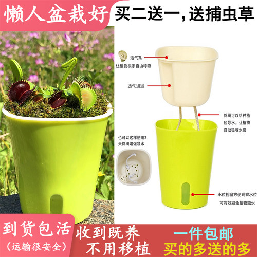 自动吸水猪笼草捕蚊买二送一植物