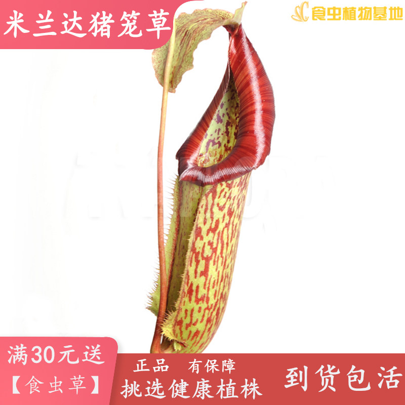 米兰达猪笼草【食虫植物大型捕虫草水陆缸盆景观盆栽吃蚊子虫子】,鲜花速递/花卉仿真/绿植园艺,食虫植物,淘宝优惠券,粉丝福利购,淘宝优惠卷