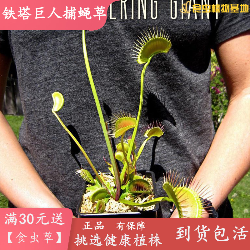 铁塔巨人包邮栽好吃蚊子捕蝇草图片