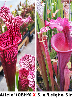 S.X‘Alicia’(OBH9) X S.x'leigha Simone 瓶子草杂交品种实生苗