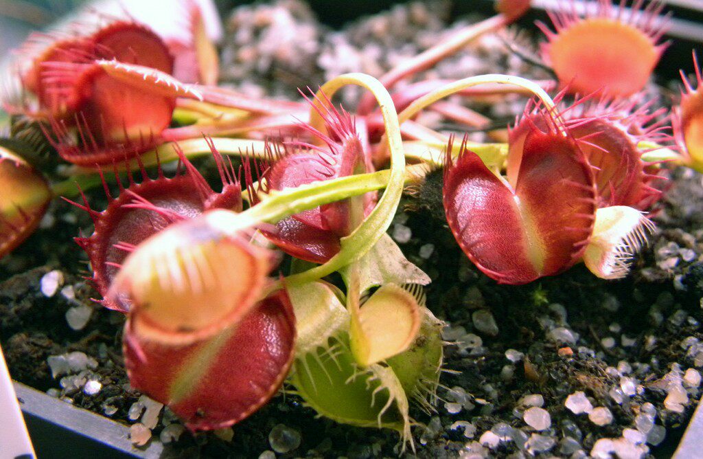 食虫植物-中国融齿捕蝇草【食虫草盆景观造景盆栽吃蚊子吃虫子】