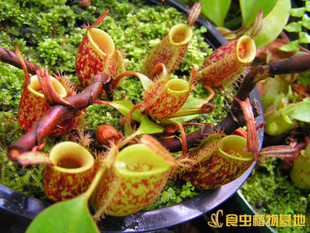 盆栽稀有品种进口种苗小苗 包邮 食虫草 食虫植物红绿苹果猪笼草