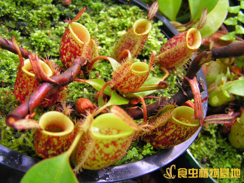 红绿苹果猪笼草包邮进口食虫草