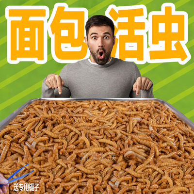面包虫活虫黄粉虫观赏鱼小宠饲料