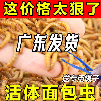 面包虫黄粉虫爬宠美食包活包邮