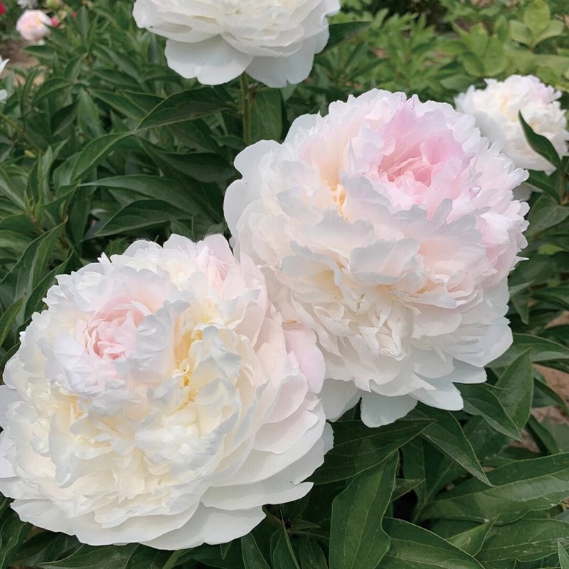 重瓣芍药花苗带芽四季开花盆栽图片
