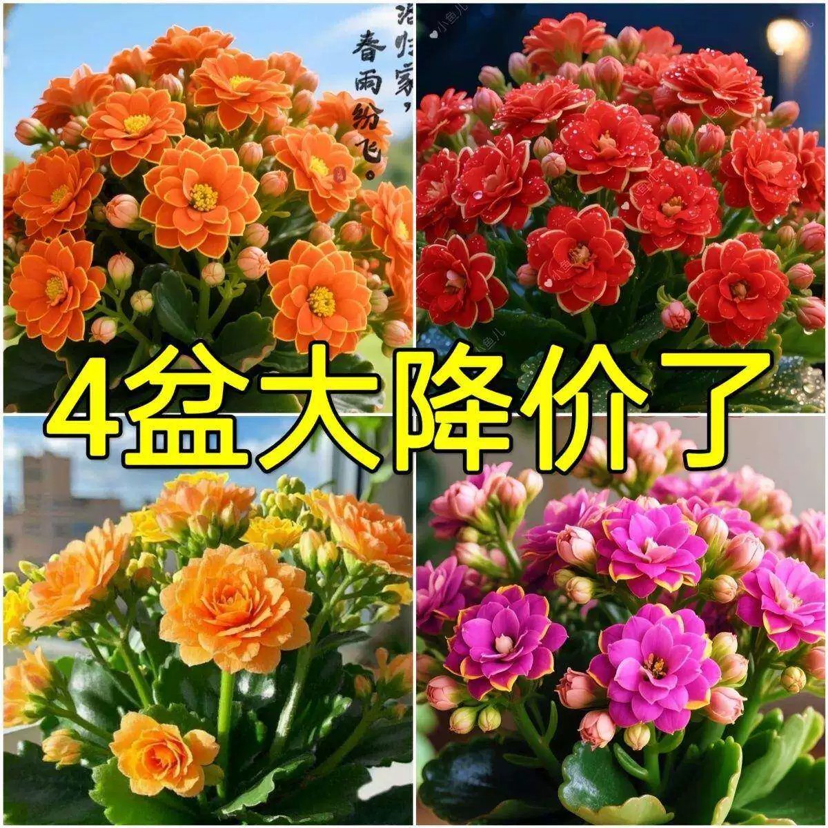 【四季开花】长寿花带花苞发货重瓣盆栽室内阳台花卉植物耐养皮实