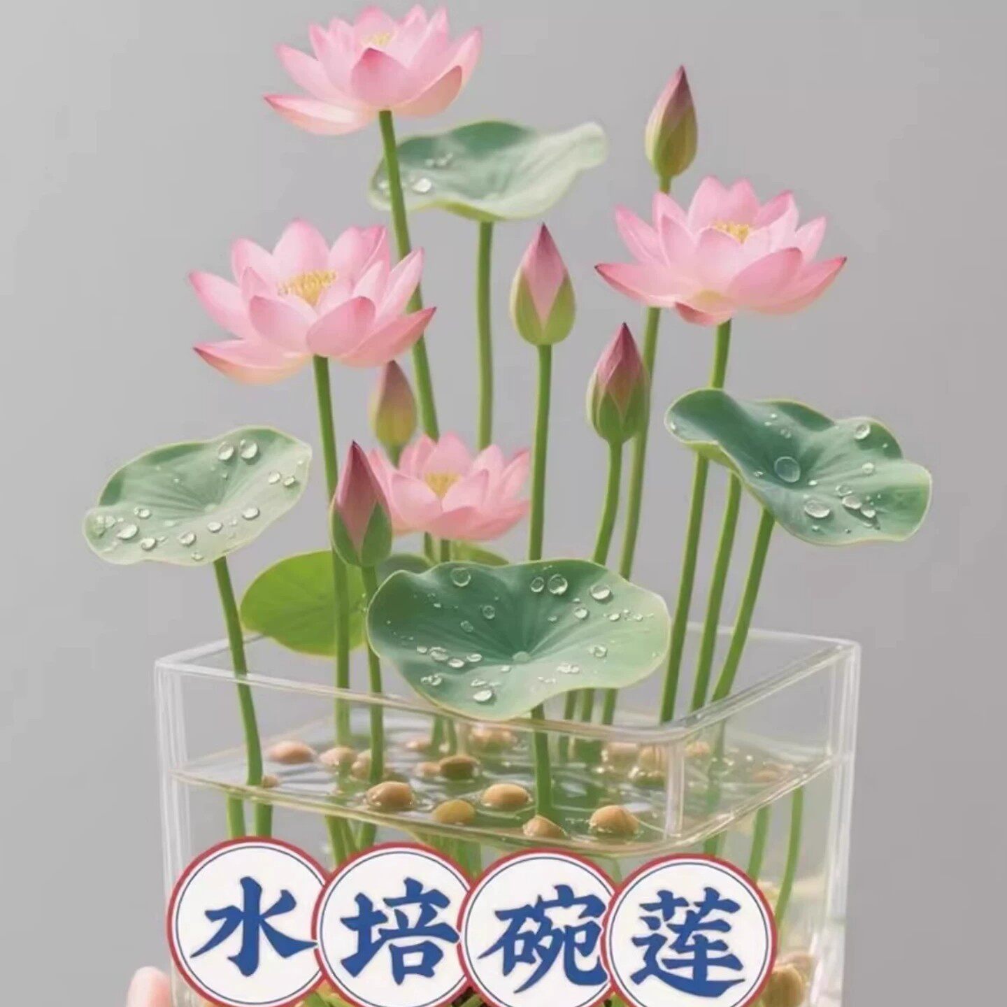 水培碗莲种子好养易活四季播种开花绿植花卉荷花睡莲水养盆栽客厅