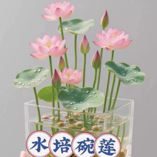 水培碗莲种子好养易活四季播种开花绿植花卉荷花睡莲水养盆栽客厅