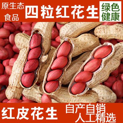 【5斤特价中】东北红皮花生带壳生花生四粒红原味生花生新货批发