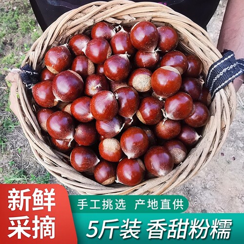 锥栗现摘新货农家现摘2026年