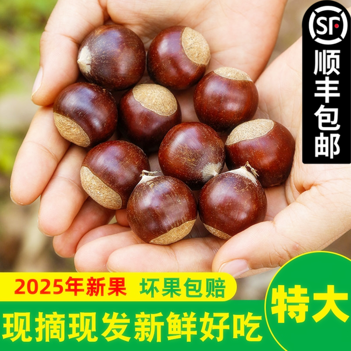 【特大果】2025年福建建瓯高山锥栗板栗生新鲜油栗子现摘毛尖栗子