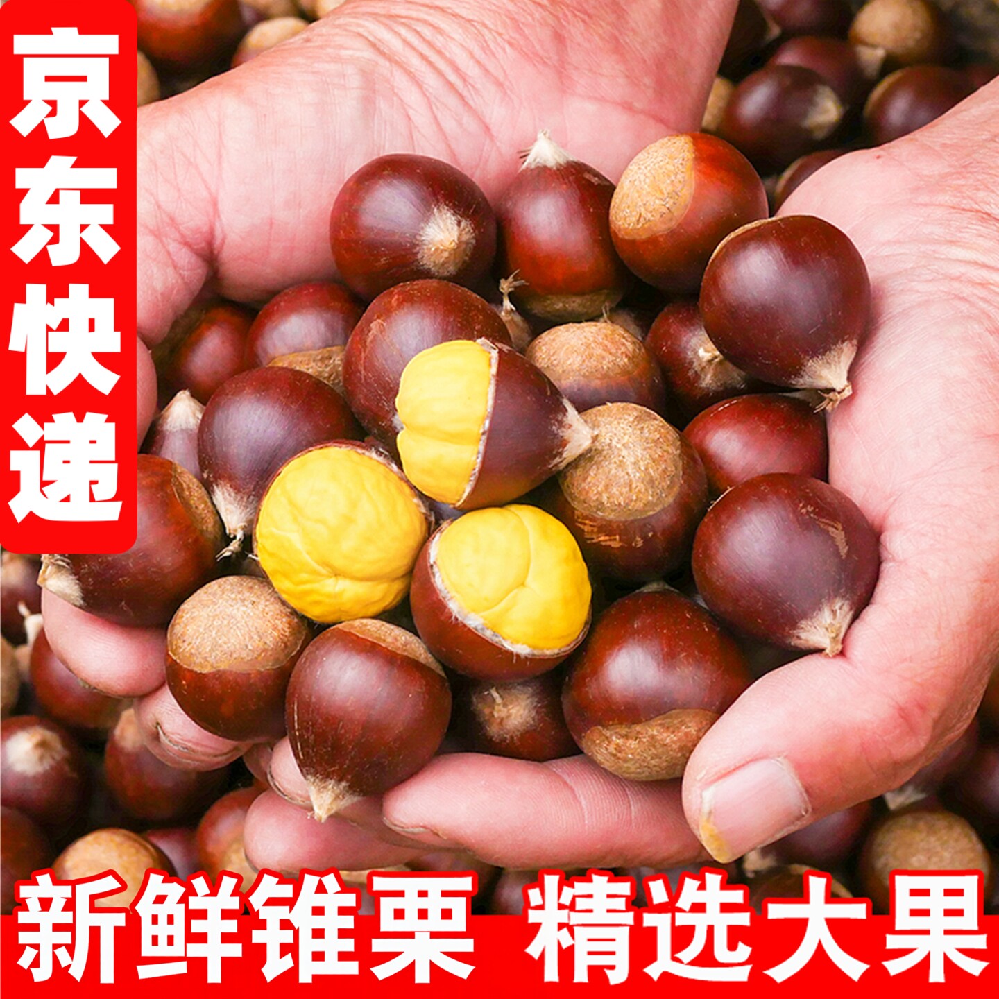 2026年福建大果新鲜锥栗现摘